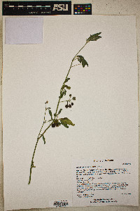 Solanum americanum image