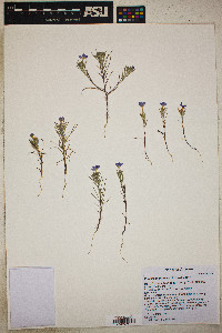 Eriastrum diffusum image