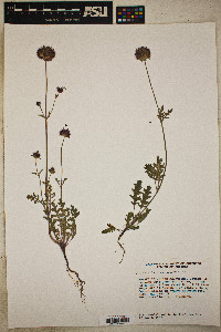 Salvia columbariae image