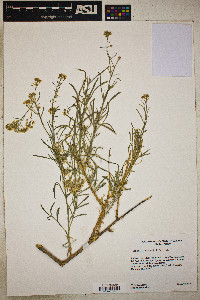 Lepidium fremontii image