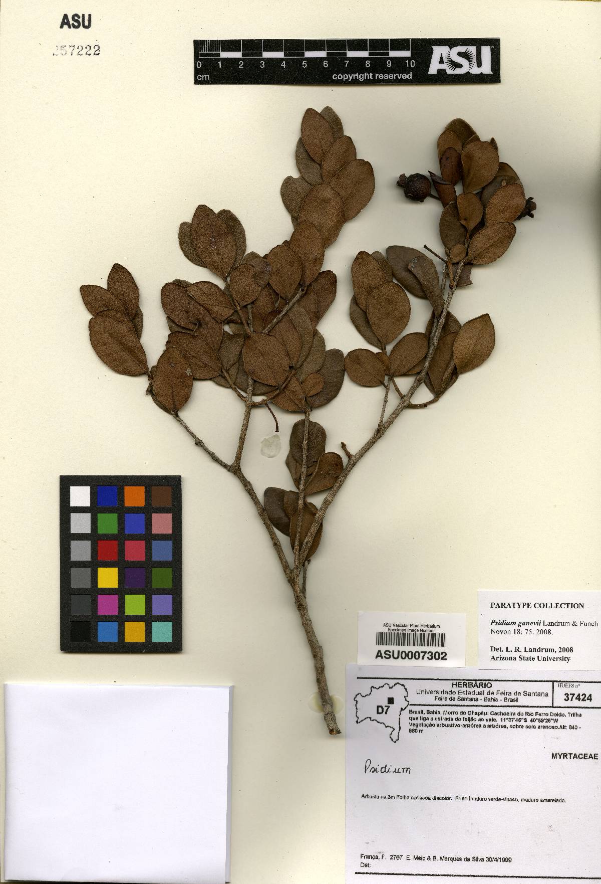 Psidium ganevii image
