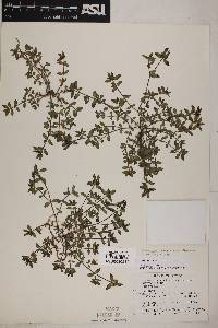 Image of Euphorbia nocens
