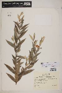 Eugenia sellowiana image