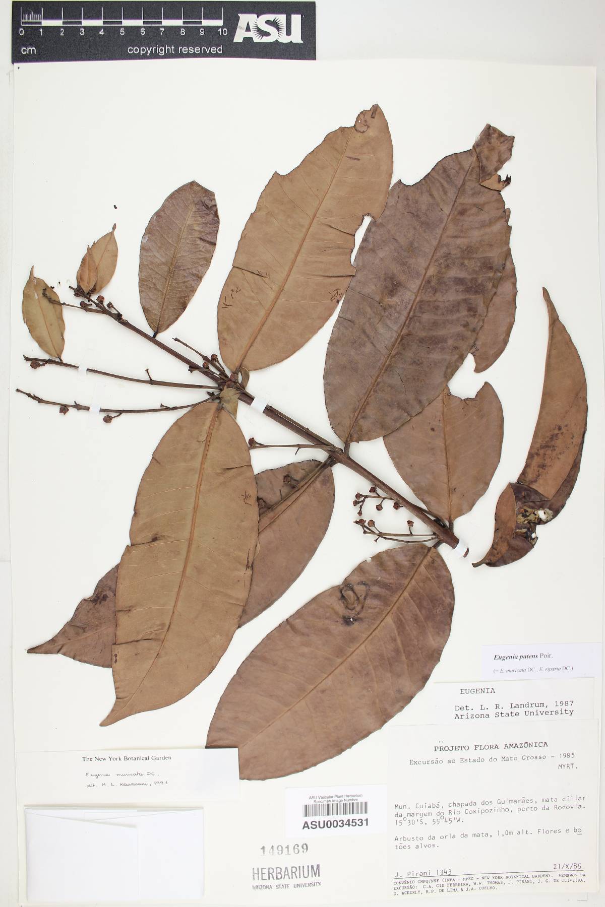 Eugenia muricata image