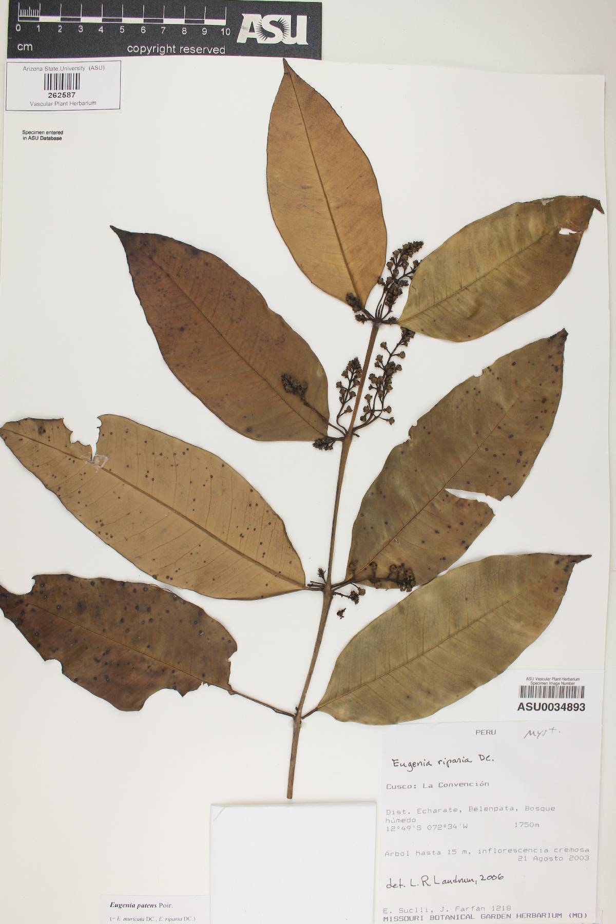 Eugenia riparia image