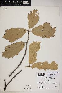 Quercus mcvaughii image