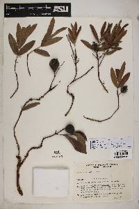 Eugenia anomala image