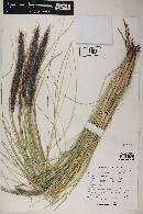 Pennisetum setaceum image