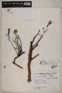 Eugenia anomala image