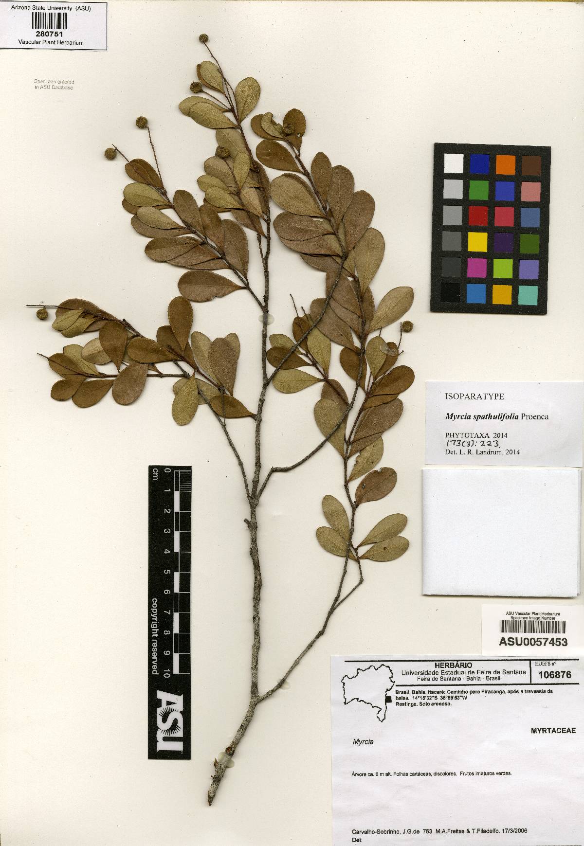 Myrcia spathulifolia image