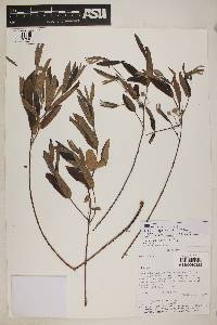 Eugenia anomala image