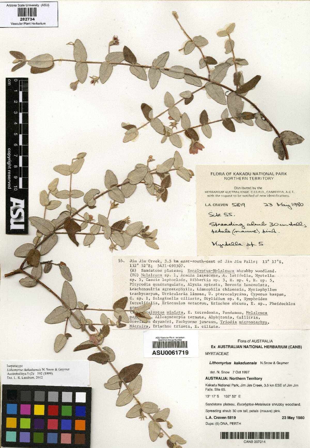 Lithomyrtus kakaduensis image