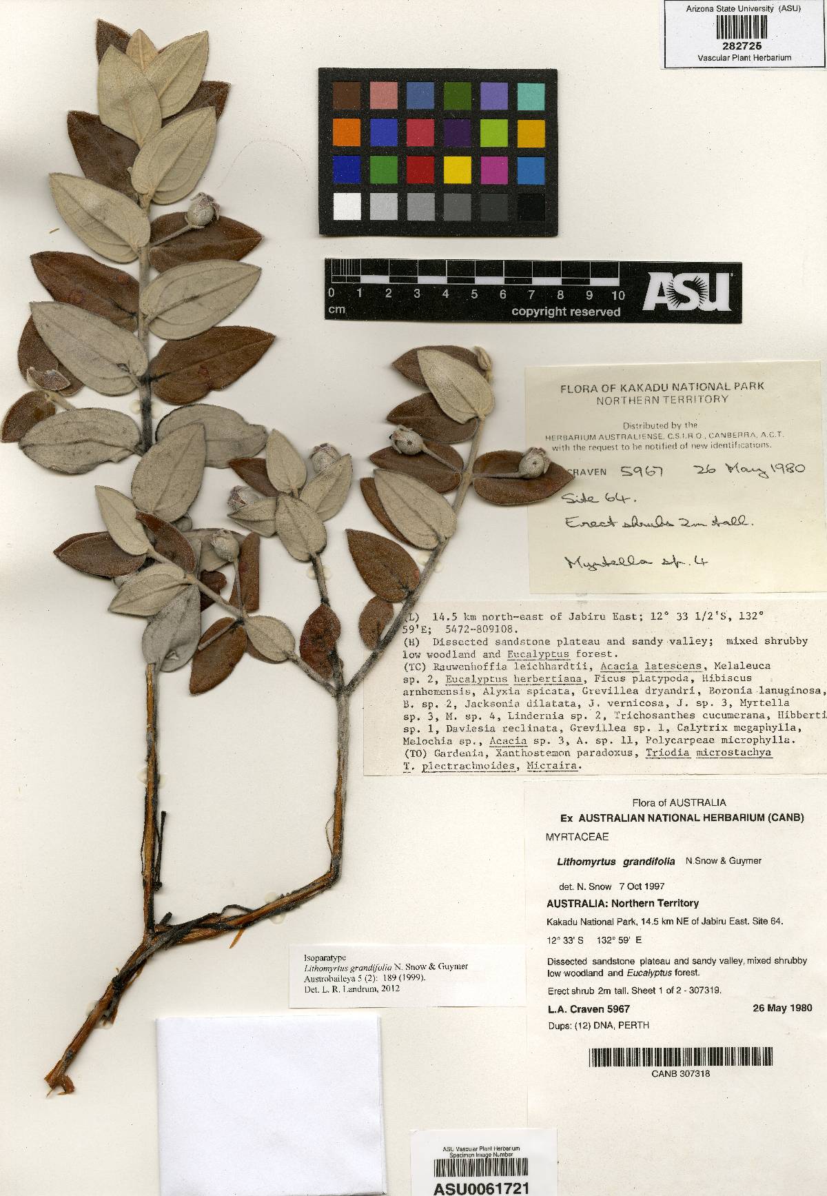 Lithomyrtus grandifolia image
