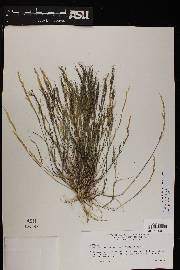 Aristida adscensionis image