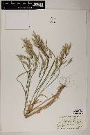 Bromus japonicus image