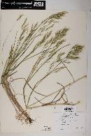 Bromus japonicus image