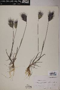 Bromus rubens image