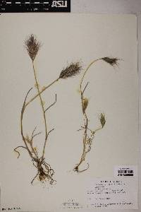 Bromus rubens image