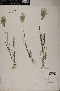 Bromus rubens image