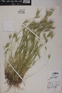 Bromus rubens image