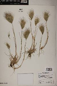 Bromus rubens image