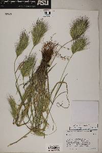 Bromus rubens image