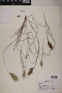 Bromus rubens image