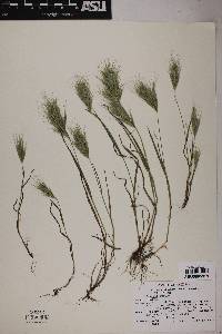 Bromus rubens image