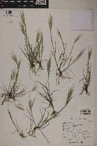 Bromus rubens image