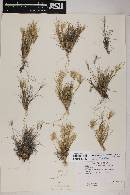 Dasyochloa pulchella image