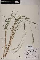 Digitaria californica image