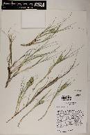 Distichlis spicata image