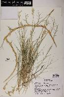 Distichlis spicata image