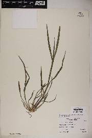 Echinochloa colona image