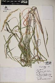 Echinochloa colona image