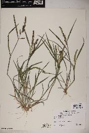 Echinochloa colona image