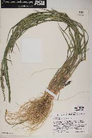 Echinochloa colona image