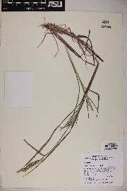 Echinochloa colona image