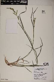 Echinochloa colona image