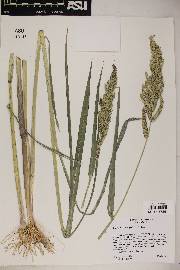 Echinochloa crus-galli image