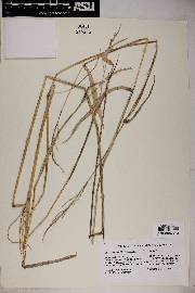 Echinochloa crus-galli image