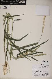 Echinochloa crus-galli image