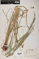 Elymus canadensis var. canadensis image