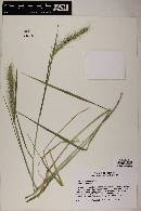 Elymus canadensis image