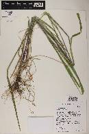 Elymus canadensis image