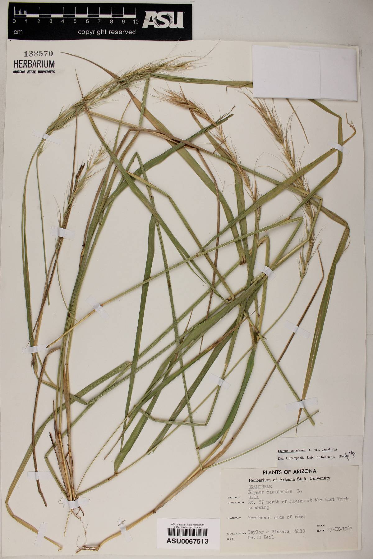 Elymus canadensis var. canadensis image