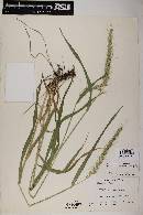 Elymus canadensis var. canadensis image