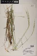 Elymus glaucus image