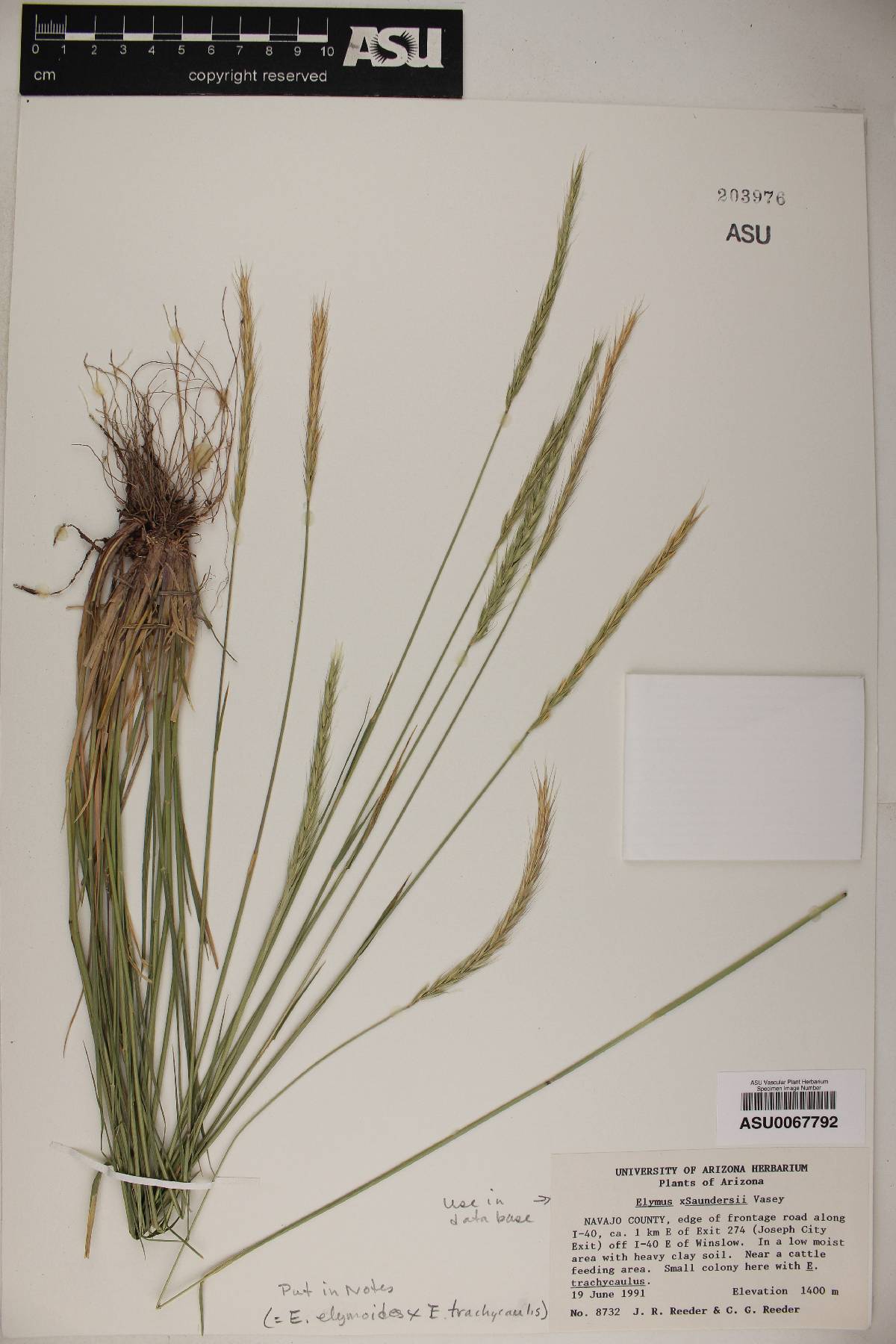 Elymus × saundersii image