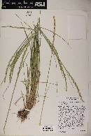 Elymus trachycaulus subsp. trachycaulus image